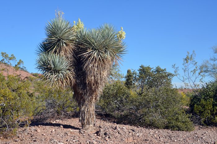 co. Northern species reach within several hundred miles of Big Bend Ranch State Park in Texas. Yucca rigida